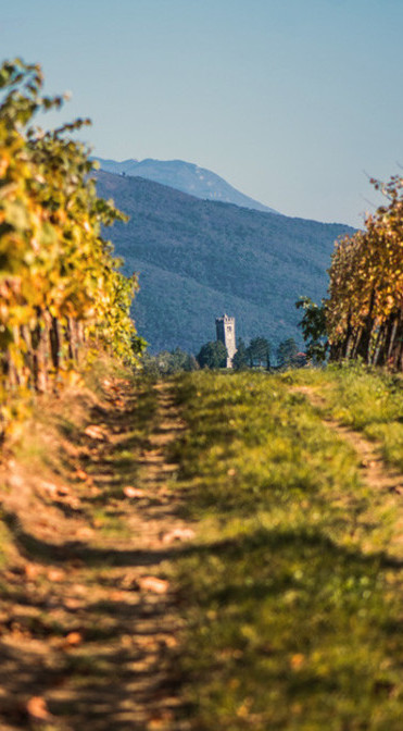 a recognisable personal note from the prominent mineral character of the terroir 